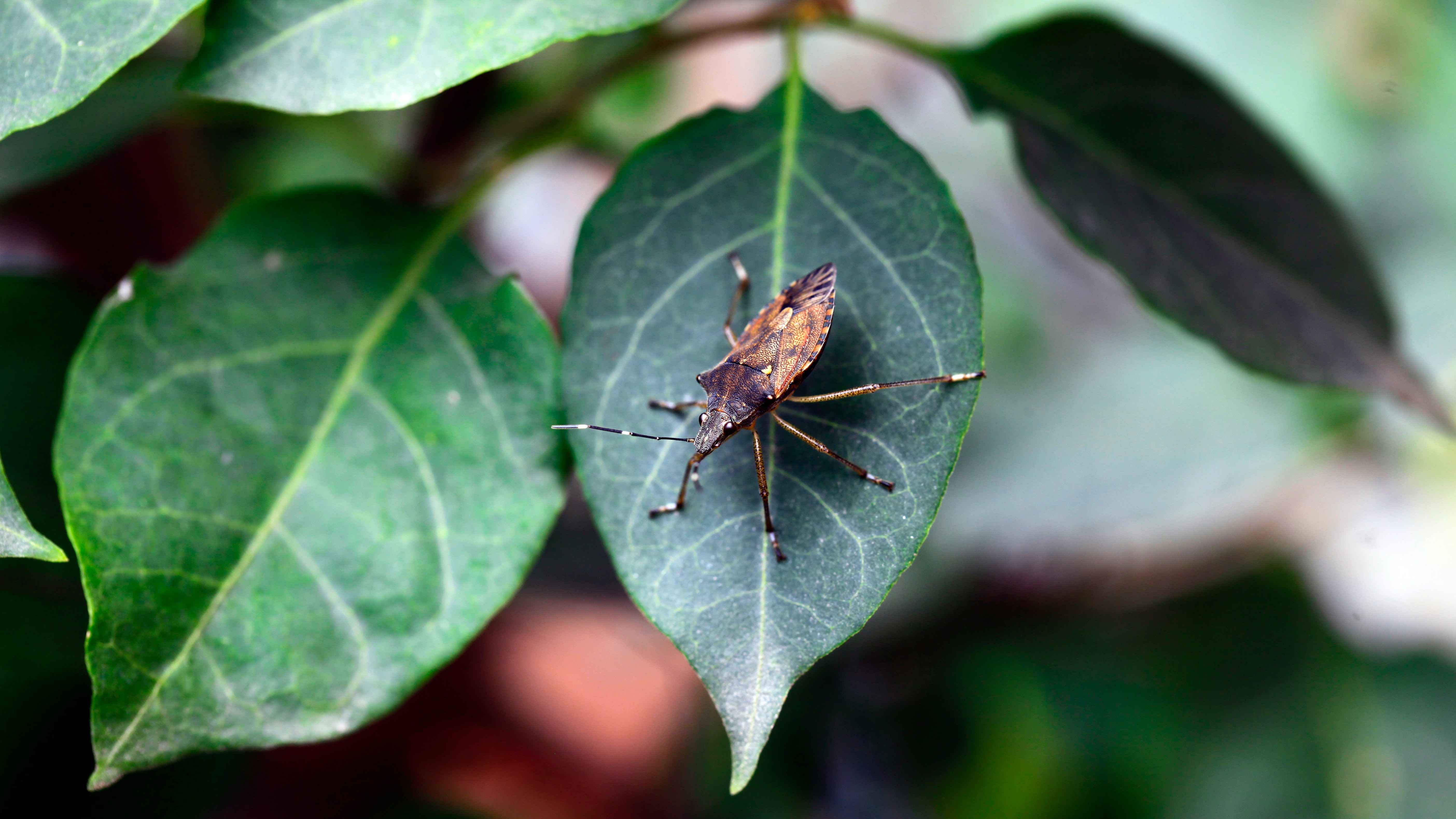 デバッグツールを導入した結果、開発期間が短縮されたことを示すグラフ